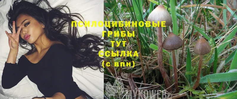 купить наркотики сайты  Куйбышев  Галлюциногенные грибы Psilocybine cubensis 